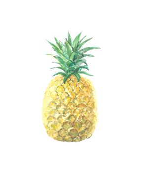 Single picture of pineapple isolated on white. High quality watercolor illustration