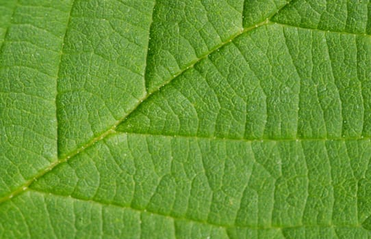 beautiful grean leaf texture as macro background