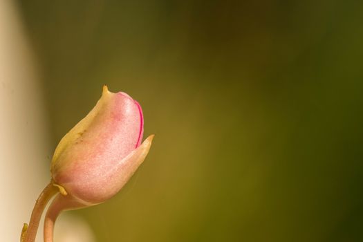 closed flower head macro on a green background with plenty of copyspace