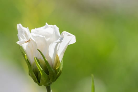 Closed white flowers with the soft green background
