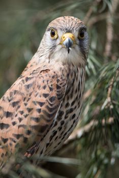 A close upright vertical portrait of a female kestrel perched in a tree with a natural background and staring forward at the camera