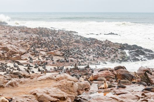 The seal colony at Cape Cross on the Skeleton Coast of Namibia