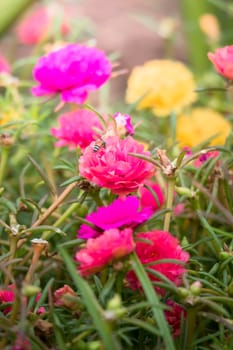 The background image of the colorful flowers, background nature