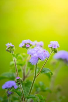 The background image of the colorful flowers, background nature