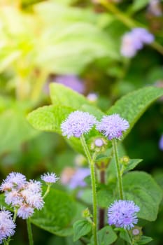 The background image of the colorful flowers, background nature