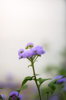 The background image of the colorful flowers, background nature