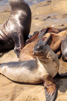 California sea lion Zalophus californianus sunning on the rocks of La Jolla Cove in Southern California