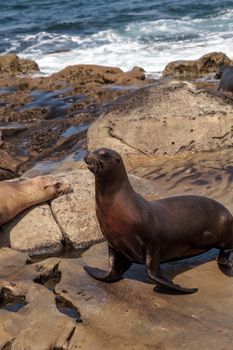 California sea lion Zalophus californianus sunning on the rocks of La Jolla Cove in Southern California