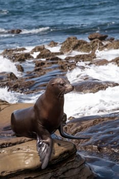 California sea lion Zalophus californianus sunning on the rocks of La Jolla Cove in Southern California