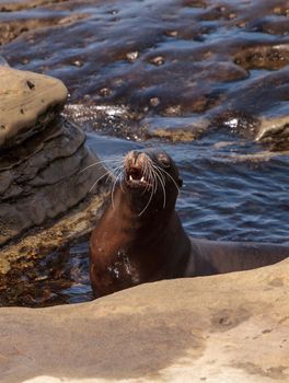 California sea lion Zalophus californianus sunning on the rocks of La Jolla Cove in Southern California
