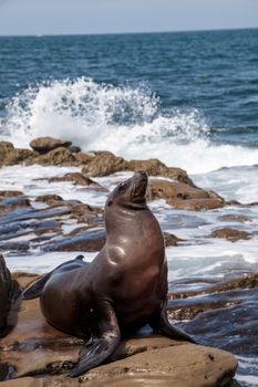 California sea lion Zalophus californianus sunning on the rocks of La Jolla Cove in Southern California