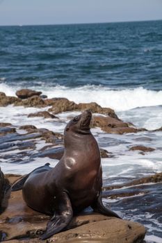 California sea lion Zalophus californianus sunning on the rocks of La Jolla Cove in Southern California