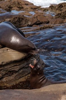 Arguing California sea lion Zalophus californianus shouting on the rocks of La Jolla Cove in Southern California