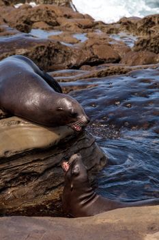 Arguing California sea lion Zalophus californianus shouting on the rocks of La Jolla Cove in Southern California