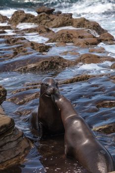 Kissing California sea lion Zalophus californianus kiss on the rocks of La Jolla Cove in Southern California