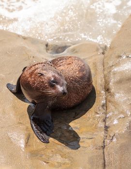 Young California sea lion Zalophus californianus pups playing on the rocks of La Jolla Cove in Southern California