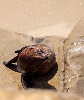 Young California sea lion Zalophus californianus pups playing on the rocks of La Jolla Cove in Southern California