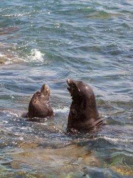 Swimming California sea lion Zalophus californianus in the ocean at La Jolla Cove in Southern California