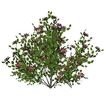 Flower bush isolated in white background - 3D render