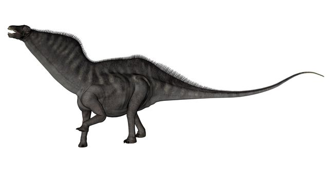 Amargasaurus dinosaur walking and roaring isolated in white background - 3D render