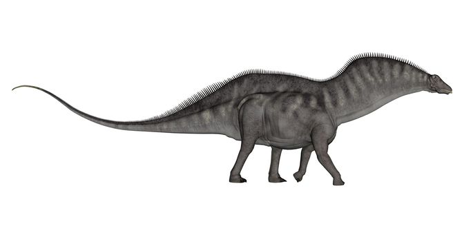 Amargasaurus dinosaur walking isolated in white background - 3D render
