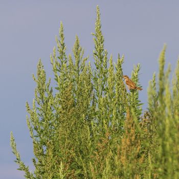 Female sparrow on a bush by day