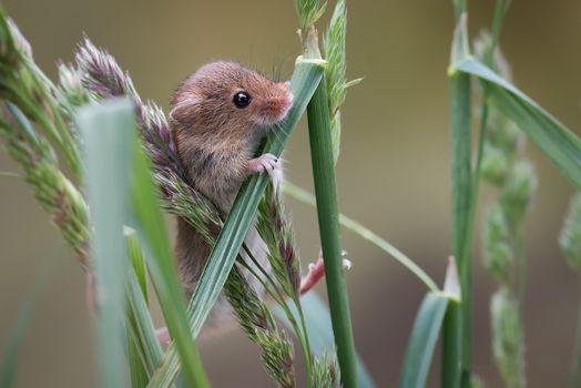 A close up of a harvest mouse climbing up blades of grass and looking inquisitively