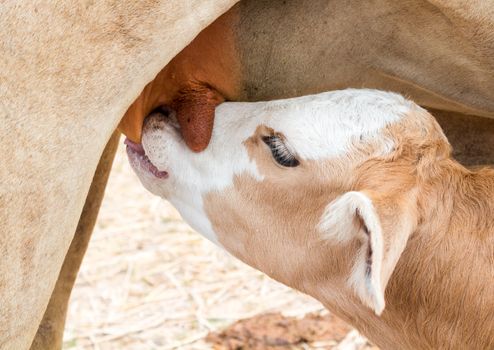Closeup Calf suckling milk from mom, soft and blur focus