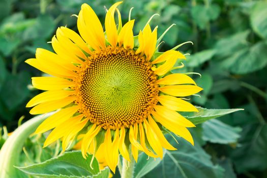 Sunflower with blur background, selective focus