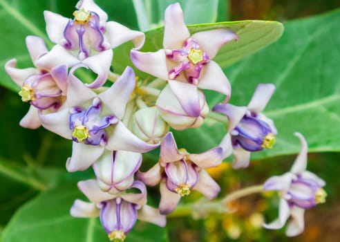 Crown flower purple color on tree with soft and blur background