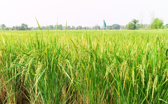 Rice field, Green nature view of rice