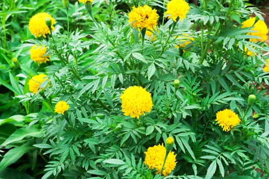 Marigold flowers on green nature background