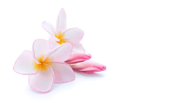 Closeup Plumeria, Frangipanni pink and white color on white background for spa relax