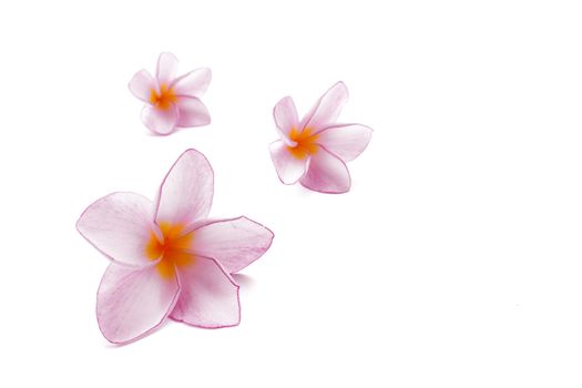 Pink plumeria flower on white background
