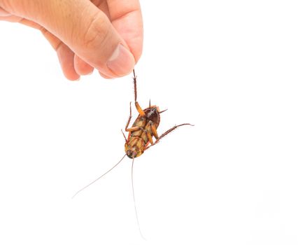 Hand hold dead cockroach on white background