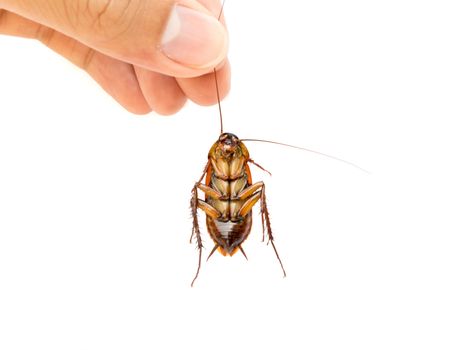 Closeup Hand hold dead cockroach on white background