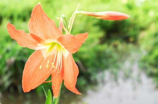 Hippeastrum johnsonii Bury beautiful flower with nature blur background