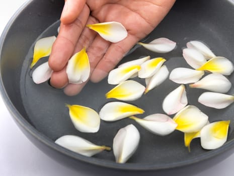 Hand and plumeria spa relax with water, frangipani tropical flowers