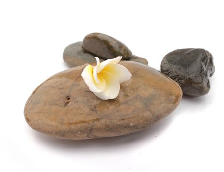 Plumeria flower on stone for spa relax, frangipani tropical flowers