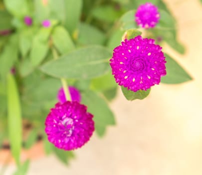 Closeup Globe amaranth flower pink color