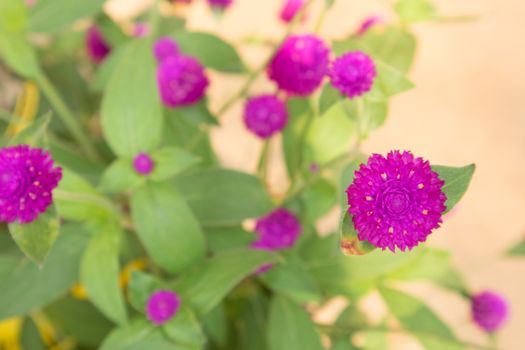 Closeup Globe amaranth flower pink color