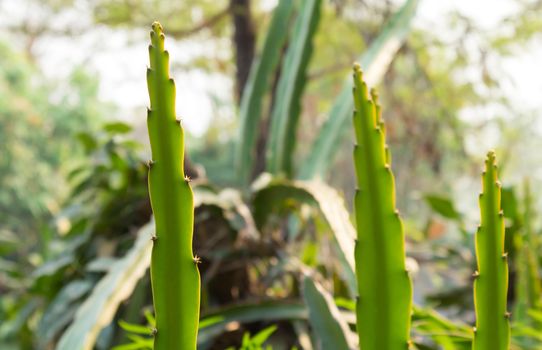 Dragon Fruit Plant, fruit for healthy