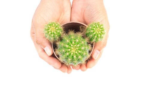 Top view Green cactus on on hand white background