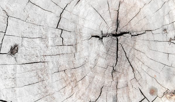 Tree trunk, Wood texture abstract background
