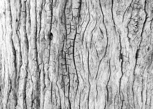 Close up , old tree trunk, old wood background