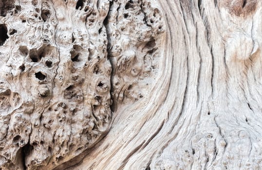Close up, old Tree trunk, old wood background texture