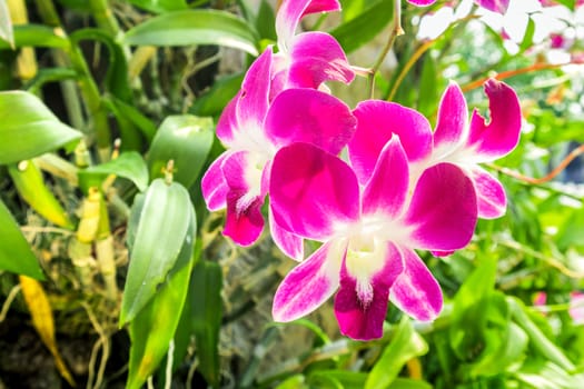 Pink orchid flower at the garden