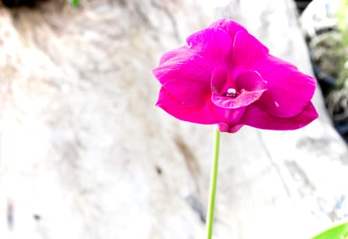 Sweet pink color orchid flower with blur background