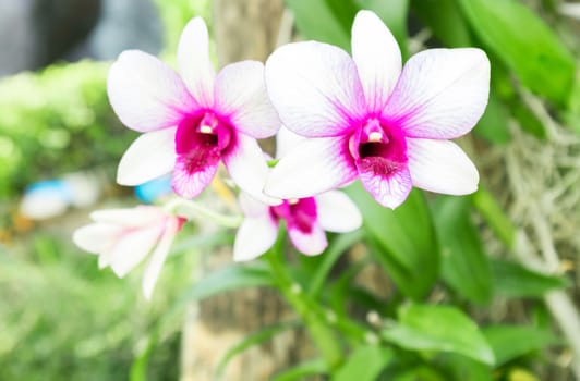 Sweet White pink orchid color flower, Nature and flower concept
