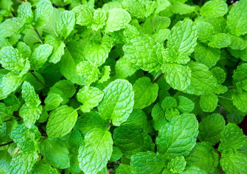 Fresh pepper mint plant at the nature, plant herbal